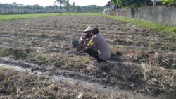 Bhabinkamtibmas Kuripan Dukung Ketahanan Pangan Lewat Pemanfaatan Pekarangan