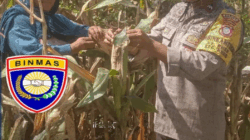 Dukung Ketahanan Pangan Nasional, Bhabinkamtibmas Pantau Tanaman Jagung Warga di Rhee.