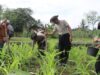 Polres Lombok Tengah Dukung Ketahanan Pangan Nasional: Bantu Petani Pupuk Lahan Jagung.