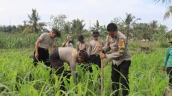 Polres Loteng Tinjau Lahan Jagung Warga, Perkuat Ketahanan Pangan Dukung Asta Cita Presiden RI