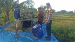 Polres Loteng Turun Langsung, Tinjau Panen Padi dan Perkuat Ketahanan Pangan Masyarakat. ‎