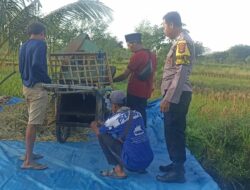 Polres Loteng Turun Langsung, Tinjau Panen Padi dan Perkuat Ketahanan Pangan Masyarakat. 