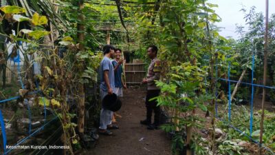 Lombok Barat, NTB – Kepolisian Sektor Kuripan, melalui personel Bhabinkamtibmasnya, terus menunjukkan komitmen dalam mendekatkan diri dengan masyarakat sekaligus mendukung program-program strategis pemerintah hingga ke tingkat akar rumput. Salah satu wujud nyata dari upaya ini terlihat pada Rabu (14/05/2025), ketika Bhabinkamtibmas Desa Kuripan Utara melaksanakan kunjungan dan silaturahmi di Dusun Pesongoran. Fokus utama kunjungan kali ini adalah menyambangi Komunitas Pemuda Peduli Lingkungan yang berlokasi di dusun tersebut. Pertemuan yang berlangsung santai namun penuh makna ini dimulai sekitar pukul 09.30 WITA dan dihadiri oleh sejumlah perwakilan pemuda anggota komunitas. Meningkatkan Sinergi dan Kesadaran Pangan Lokal Kegiatan yang diinisiasi oleh Bhabinkamtibmas Desa Kuripan Utara ini bertujuan ganda: pertama, mempererat jalinan silaturahmi dan komunikasi yang sudah terjalin baik antara pihak kepolisian dengan warga binaan, khususnya komunitas pemuda. Kedua, dan tak kalah pentingnya, adalah mensosialisasikan serta mendorong partisipasi aktif komunitas dalam program ketahanan pangan nasional, dengan fokus pada skala rumah tangga dan komunitas. Di tengah tantangan global terkait ketersediaan pangan, inisiatif di tingkat lokal seperti yang digaungkan oleh Bhabinkamtibmas ini menjadi sangat relevan. Konsep ketahanan pangan yang disampaikan merujuk pada kemandirian dalam memenuhi kebutuhan pangan keluarga atau komunitas, salah satunya melalui pemanfaatan lahan pekarangan kosong yang kerap kali belum termanfaatkan secara optimal. Pentingnya Peran Pemuda dan Pemanfaatan Pekarangan Memilih Komunitas Pemuda Peduli Lingkungan sebagai sasaran sosialisasi bukanlah tanpa alasan. Kaum muda memiliki energi, kreativitas, dan potensi besar sebagai agen perubahan di masyarakat. Keterlibatan mereka dalam program ketahanan pangan diharapkan dapat menjadi penggerak dan contoh bagi warga lainnya, sekaligus menumbuhkan kesadaran akan pentingnya kemandirian pangan dari usia dini. Dalam dialog yang interaktif, Bhabinkamtibmas menjelaskan betapa mudahnya memulai program ketahanan pangan mandiri. Dengan menanam sayuran atau tanaman pangan lainnya di pekarangan kosong, warga dapat menghasilkan sumber pangan yang sehat, segar, dan tentunya menghemat biaya belanja. Selain itu, kegiatan berkebun juga bisa menjadi hobi positif yang produktif bagi para pemuda. Berbagai jenis sayuran yang cocok ditanam di pekarangan, seperti cabai, tomat, terong, bayam, atau kangkung, dibahas sebagai contoh konkret. Dukungan Penuh dari Pihak Kepolisian Sektor Kuripan Menanggapi kegiatan positif ini, Kapolres Lombok Barat, Polda NTB, AKBP Yasmara Harahap, S.I.K., melalui Kapolsek Kuripan, Polres Lombok Barat, Ipda I Wayan Eka Ariyana, S.H., menyampaikan apresiasinya. Menekankan bahwa kegiatan seperti ini merupakan bagian integral dari tugas kepolisian, khususnya Bhabinkamtibmas, dalam melakukan pembinaan masyarakat. "Kegiatan ini sangat positif. Kami dari Kepolisian, khususnya Bhabinkamtibmas, memiliki peran strategis dalam membina masyarakat hingga ke tingkat dusun. Program ketahanan pangan ini bukan hanya soal menanam, tapi juga membangun kemandirian masyarakat," ujar Ipda I Wayan Eka Ariyana. Kapolsek menambahkan, bahwa mengapresiasi partisipasi aktif komunitas pemuda di Kuripan Utara ini. “Mereka adalah aset penting dalam mewujudkan lingkungan yang lestari sekaligus mendukung ketahanan pangan lokal. Sinergi antara Polri dan masyarakat, terutama generasi muda, sangat krusial untuk menjaga stabilitas dan kesejahteraan,” ujarnya.