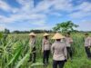Polres Lombok Barat Kawal Panen Jagung Serentak di Telagawaru