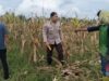 Polsek Kediri Dukung Ketahanan Pangan Lewat Pemantauan Panen Jagung