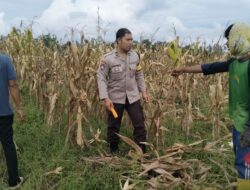 Polsek Kediri Dukung Ketahanan Pangan Lewat Pemantauan Panen Jagung