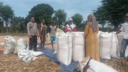 Pemantauan hasil panen warga Desa Serakapi dalam mendukung Program Ketahanan Pangan Nasional menuju Indonesia Emas 2045
