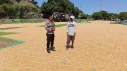 Bhabinkamtibmas Desa Hu’u Pantau Penjemuran Jagung, Imbau Warga Waspadai Curah Hujan