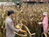 Wujudkan Indonesia Yang Swasembada Pangan, Bhabinkamtibmas Polsek Donggo Terjun Bantu Warga Panen Jagung