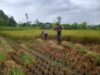 Babinsa Narmada Turun Sawah Bantu Panen Petani Lingsar