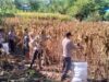 Polri untuk Masyarakat, Personel Polsek Asakota Bantu Petani Panen Jagung