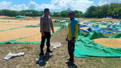 Dukung Ketahanan Pangan Nasional, Bhabinkamtibmas Desa Marada Pantau Langsung Proses Penjemuran Jagung Milik Warga