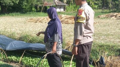 Dorong Swasembada Pangan, Bhabinkamtibmas Desa Beru Tinjau Kebun Sayur Warga