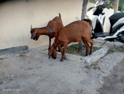 Beli Kambing Hasil Curian, Seorang Pria Diamankan Tim Opsnal Polsek Rasbar, Pelaku Utama Masih Diburu