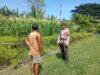 Dukung Program Asta Cita Swasembada Pangan, Bhabinkamtibmas Desa Maluk Lakukan Monitoring Lahan Jagung Warga