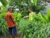 Dukung Ketahanan Pangan, Bhabinkamtibmas Seteluk Atas Pantau Lahan Pangan Bergizi Warga