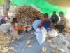 Bhabinkamtibmas Desa Kiantar Dampingi Warga Panen Jagung, Dukung Ketahanan Pangan Lokal
