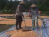 Bhabinkamtibmas Kelurahan Nungga Bantu Jemur Jagung Warga, Dukung Program Ketahanan Pangan