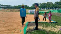 Dukung Ketahanan Pangan, Bhabinkamtibmas Desa Marada Lakukan Pemantauan Hasil Panen Jagung Warga