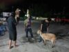 Team Opsnal Reskrim Polsek Rasanae Barat Amankan Dua Pelaku Pencurian Kambing saat Mobailing