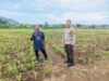 Sukses Panen Jagung, Bhabinkamtibmas Desa Sekongkang Bawah Motivasi Petani pada Musim Tanam II, Wujudkan Program Asta Cita
