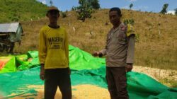 Bhabinkamtibmas Desa Ranggo Pantau Penjemuran Jagung Warga, Dukung Ketahanan Pangan Menuju Indonesia Emas 2045