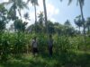 Dukung Program Asta Cita Swasembada Pangan, Bhabinkamtibmas Desa Senayan Sambangi Petani Jagung Musim Tanam Tahap II