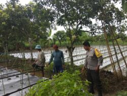 Bhabinkamtibmas Desa Kediri Dukung Ketahanan Pangan Lewat Sambang Petani