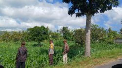 Bhabinkamtibmas Giri Tembesi Dorong Petani Lombok Barat Konsisten Rawat Tanaman