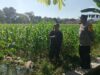 Bhabinkamtibmas Gerung Selatan Dorong Ketahanan Pangan Petani Jagung