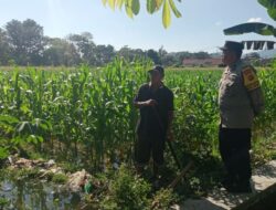 Bhabinkamtibmas Gerung Selatan Dorong Ketahanan Pangan Petani Jagung