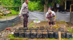 Bhabinkamtibmas Kuripan Utara Dorong Ketahanan Pangan Rumah Tangga