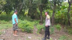 Dukung Ketahanan Pangan, Polisi Edukasi Warga Sekotong Tanam Cabai
