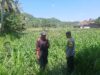 Bhabinkamtibmas Dukung Petani Jagung di Sekotong Timur