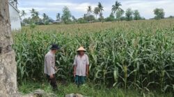 Polres Loteng Tinjau Lahan Jagung Warga di Praya Barat, Ajak Optimalkan Perawatan.