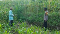 Polres Lombok Tengah Tinjau Lahan Jagung Warga, Optimalkan Pemupukan untuk Ketahanan Pangan Nasional.