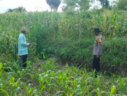 Polres Loteng Tinjau Lahan Jagung Warga di Pandan Tinggang, Perkuat Ketahanan Pangan.  ‎
