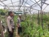 Polres Loteng Tinjau Lahan Pekarangan Pangan Bergizi Milik Warga.