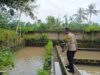 Ketahanan Pangan Dimulai dari Dusun Pesongoran, Lombok Barat