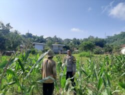 Bhabinkamtibmas Sekotong Timur Dukung Petani Jagung Wujudkan Ketahanan Pangan