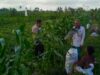 Bhabinkamtibmas Kuripan Utara Dampingi Petani Hadapi Kemarau Basah