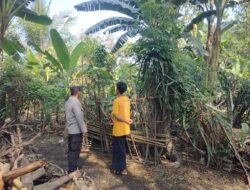 Bhabinkamtibmas Montong Are Dorong Ketahanan Pangan Lewat Pekarangan Bergizi