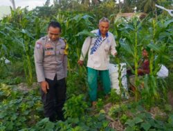 Sinergi Polri dan Petani Tingkatkan Ketahanan Pangan di Kuripan Utara