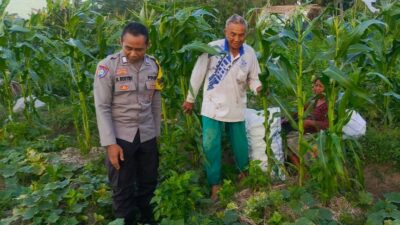 Sinergi Polri dan Petani Tingkatkan Ketahanan Pangan di Kuripan Utara