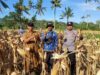 Polsek Gerung Dampingi Panen Jagung di Giri Tembesi