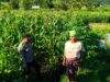 Bhabinkamtibmas Mareje Timur Tinjau Lahan Jagung Warga