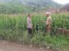Polsek Lembar Dukung Ketahanan Pangan di Dusun Jelateng Sedenggang