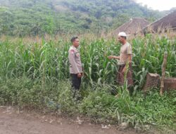 Polsek Lembar Dukung Ketahanan Pangan di Dusun Jelateng Sedenggang