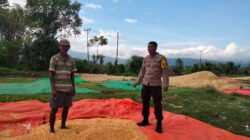 Bhabinkamtibmas Desa Cempi Jaya Lakukan Pemantauan Hasil Panen Warga Dukung Program Ketahanan Pangan Nasional
