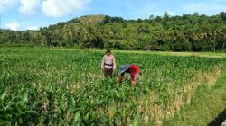 Dukung Ketahanan Pangan Nasional, Bhabinkamtibmas Tarusa Ajak Warga Memaksimalkan Lahan